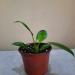 Sadnice - sobne biljke: FILADENDRON - Philodendron green princes - manji, slika1